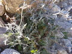 Lyrocarpa coulteri
