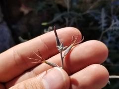 Lyrocarpa coulteri