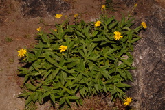 Arnica lanceolata prima