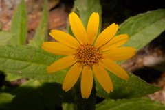 Arnica lanceolata prima