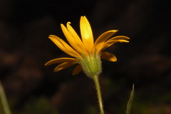 Arnica lanceolata prima