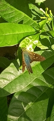 Urbanus proteus