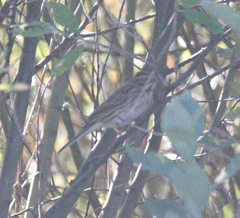 Emberiza