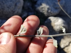 Lyrocarpa coulteri