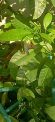 Urbanus proteus