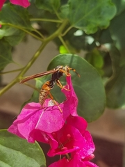Polistes buyssoni