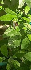 Urbanus proteus