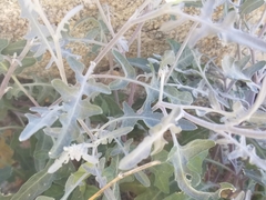 Lyrocarpa coulteri