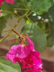 Polistes buyssoni