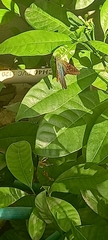 Urbanus proteus