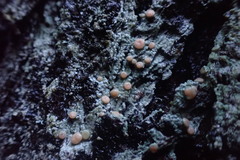 Icmadophila ericetorum