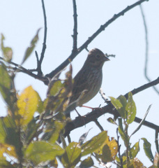 Emberiza citrinella × leucocephalos