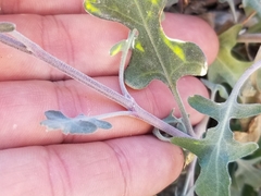 Lyrocarpa coulteri