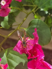 Polistes buyssoni