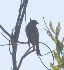 Emberiza citrinella × leucocephalos