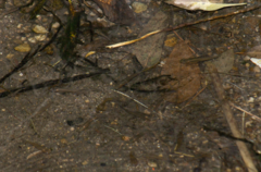 Poeciliidae