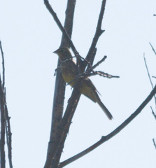 Emberiza citrinella × leucocephalos