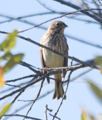 Emberiza citrinella × leucocephalos