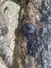 Hypoxylaceae