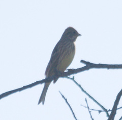 Emberiza citrinella × leucocephalos