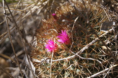 Mammillaria rhodantha