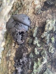 Hypoxylaceae
