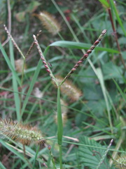 Paspalum distichum