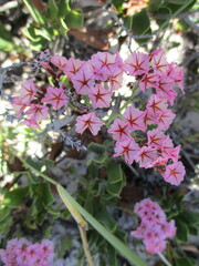 Limonium peregrinum