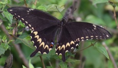 Papilio ornythion ornythion