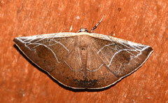 Polla hemeraria