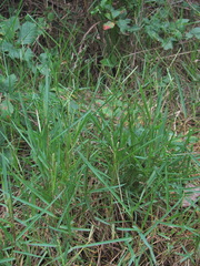 Paspalum distichum
