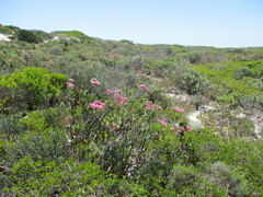 Limonium peregrinum