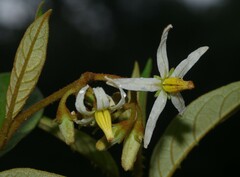 Solanum rubiginosum