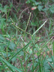 Paspalum distichum