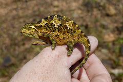 Chamaeleonidae