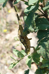 Chamaeleonidae