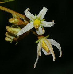 Solanum rubiginosum