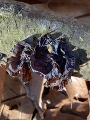 Exidia