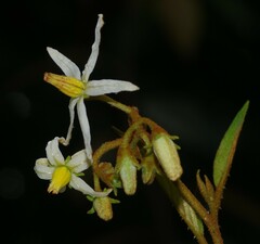 Solanum rubiginosum