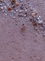 Tetramorium simillimum
