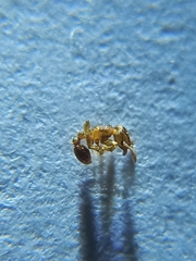 Tetramorium simillimum