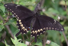 Papilio ornythion ornythion