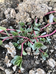 Lythrum hyssopifolia