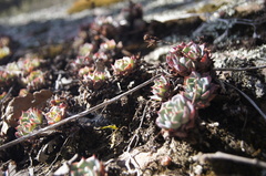 Echeveria secunda