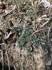 Lythrum hyssopifolia