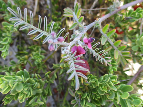 Woolly Bubblepod (Lessertia tomentosa)