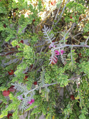 Image of Lessertia tomentosa by no rights reserved