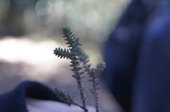 Sedum moranense