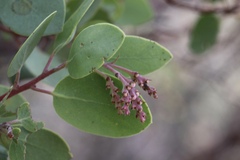 Arctostaphylos manzanita roofii