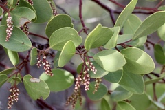 Arctostaphylos manzanita roofii